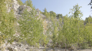 разрез карбонатных пород