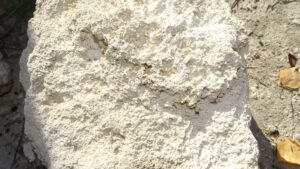 образец геологической породы со следами окаменевших организмов