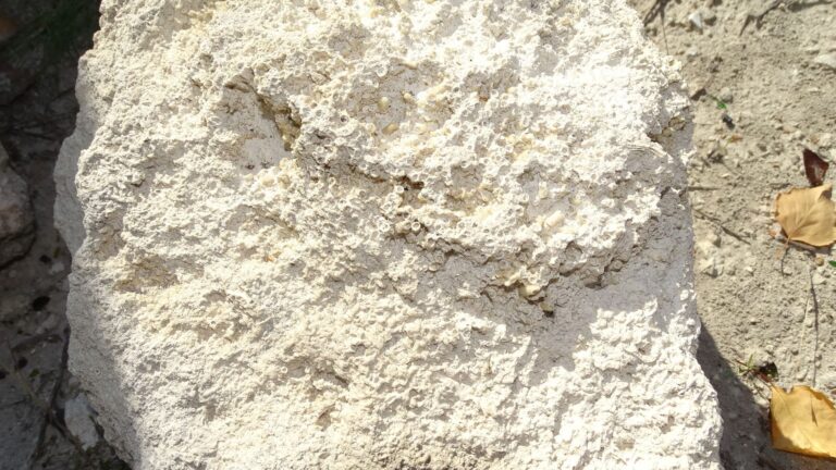 образец геологической породы со следами окаменевших организмов